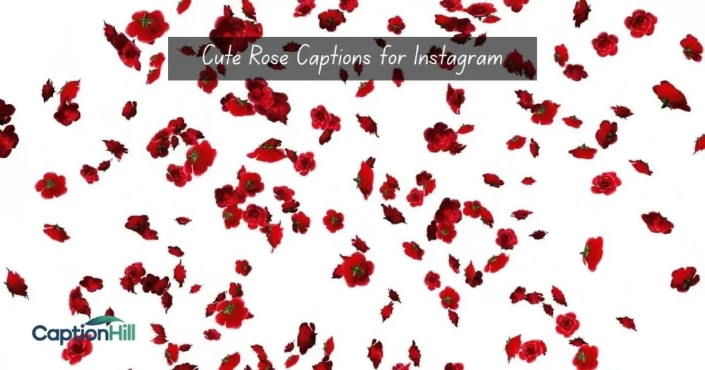 Cute Rose Captions For Instagram